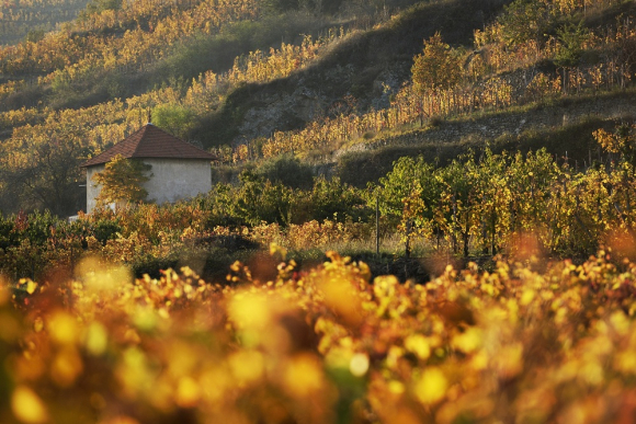 Vignobles en Scène